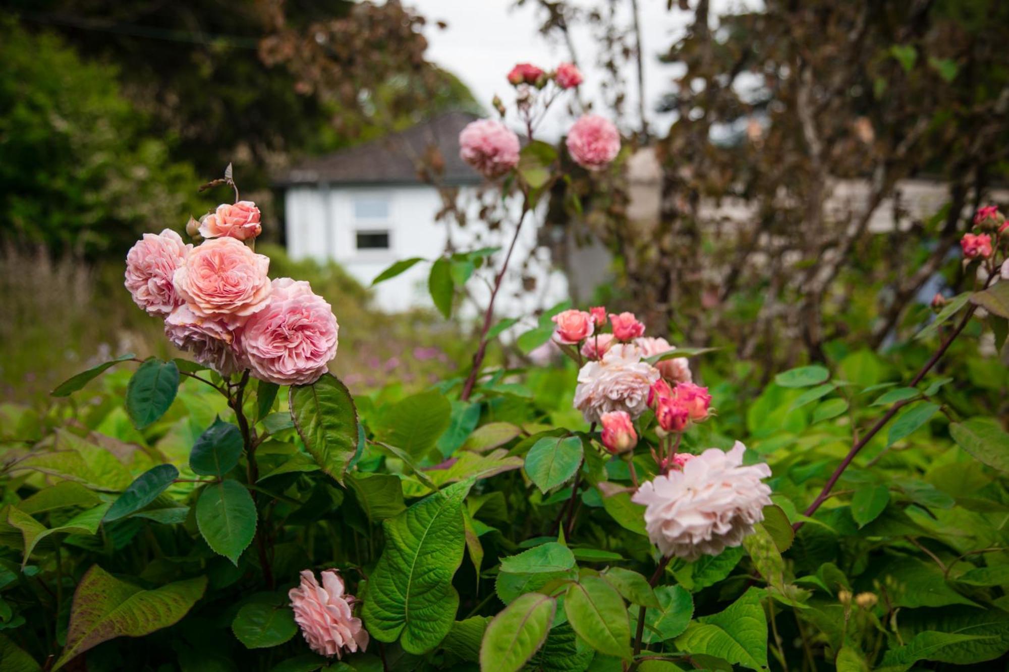Trigonos - Quiet, Peaceful, Vegetarian B&B And Retreat Centre Nantlle Exterior foto
